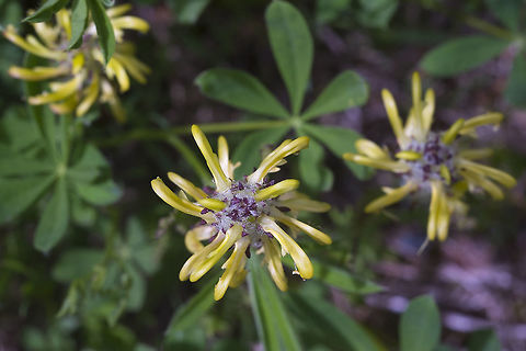 Mount Rainier Lousewort Want a personal look at these oddballs? You've got to come and visit us here in wonderful Washington. It only occurs near Mount Rainier and only in a few places at that. Geotagged,Pedicularis rainierensis,Spring,United States