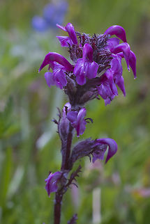 Bird's Beak Lousewort  Bird's-Beak Lousewort,Geotagged,Pedicularis ornithorhyncha,Spring,United States