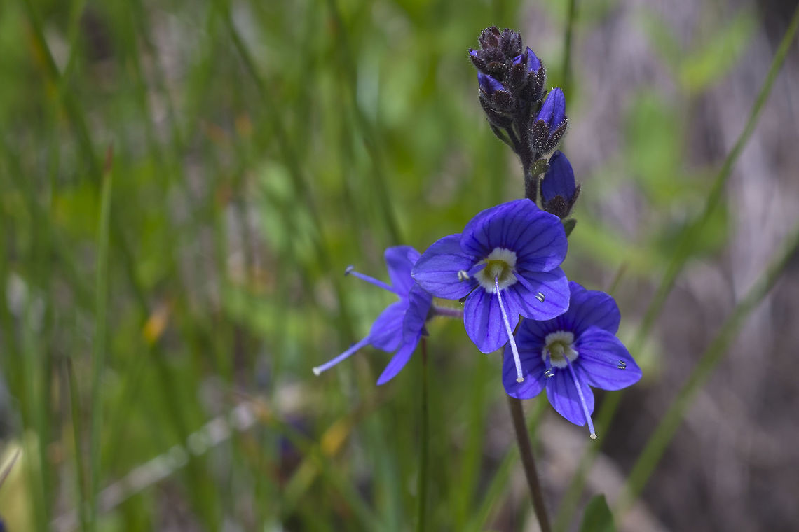 Cusick's Speedwell  Geotagged,Spring,United States,Veronica cusickii