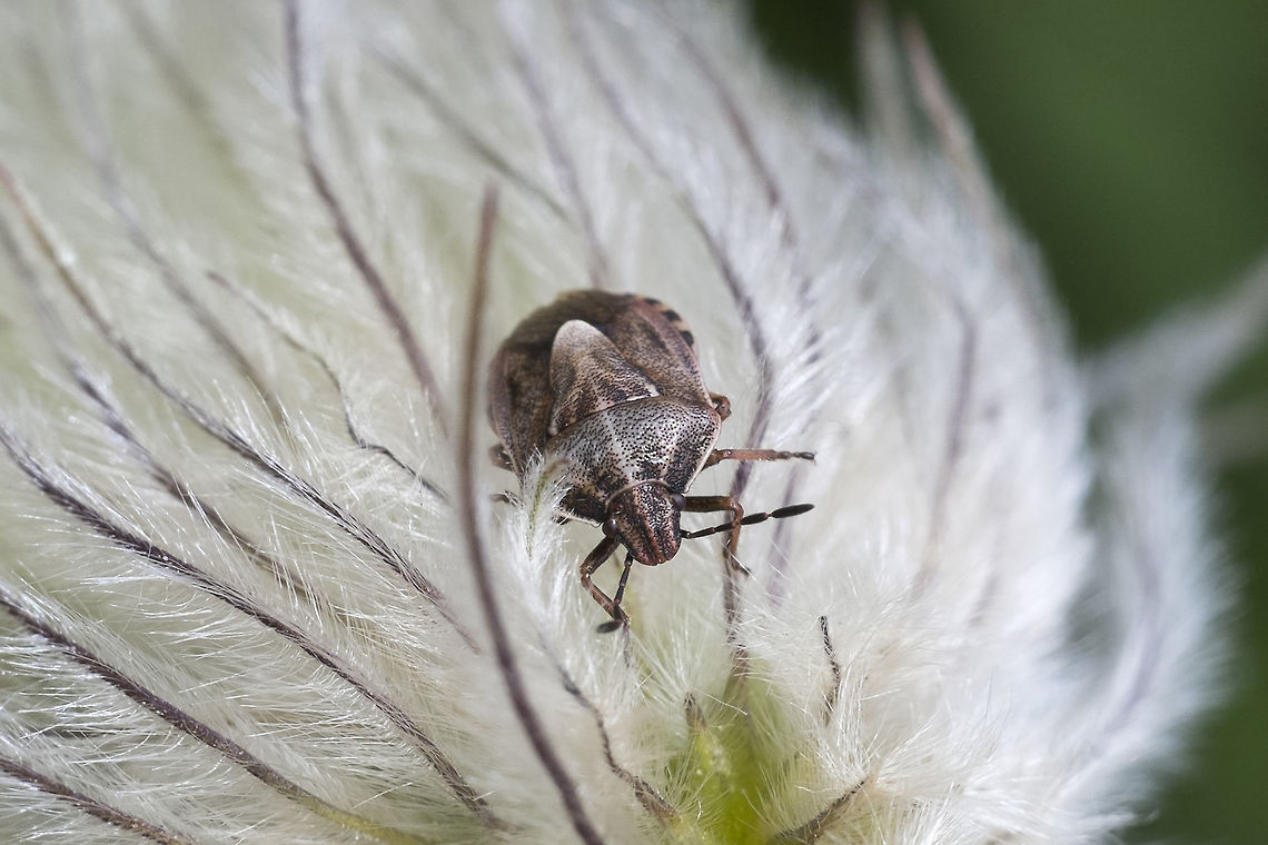 Brown Stink Bug  Brown Stink Bug,Geotagged,Podisus serieventris,Spring,United States