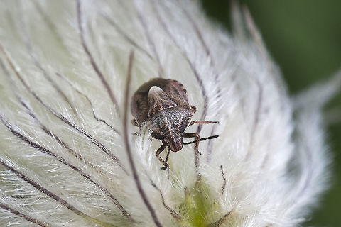 Brown Stink Bug  Brown Stink Bug,Geotagged,Podisus serieventris,Spring,United States