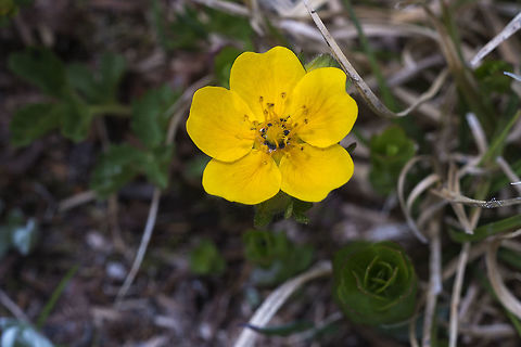 High Mountain Cinquefoil  Geotagged,Potentilla flabellifolia,Spring,United States
