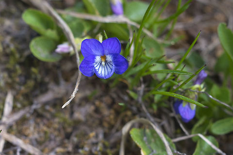 Early Blue Violet  Geotagged,Hookedspur violet,Spring,United States,Viola adunca