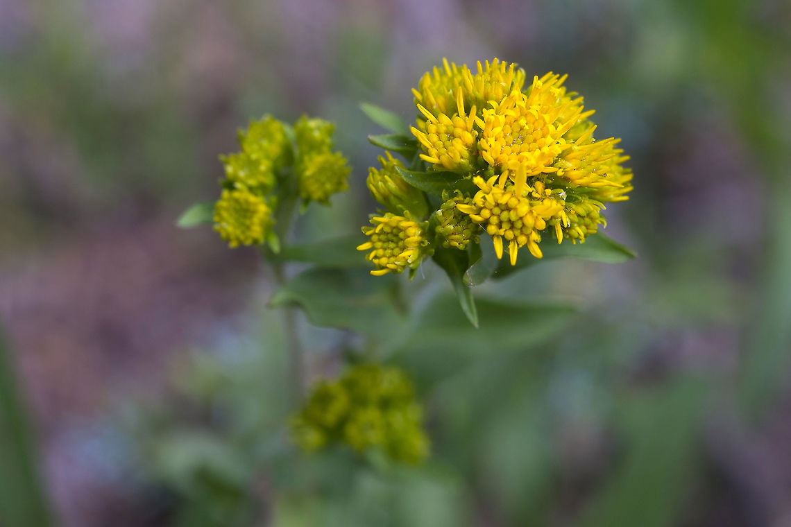 Canada Goldenrod  Canada goldenrod,Geotagged,Solidago canadensis,Spring,United States