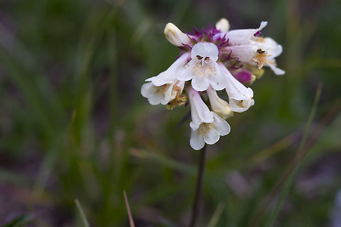 Littleflower Penstemon  Geotagged,Penstemon procerus,Spring,United States