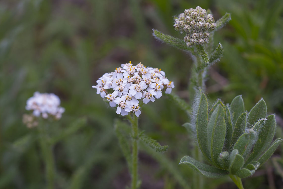Common Yarrow  Achillea millefolium,Geotagged,Spring,United States