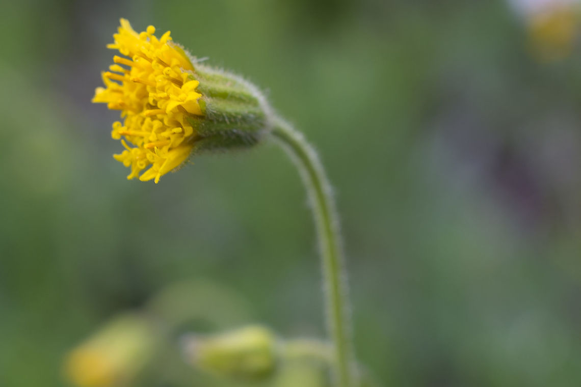 Nodding Arnica this looks like just a bud, but really it&#039;s pretty much open Arnica parryi,Geotagged,Spring,United States