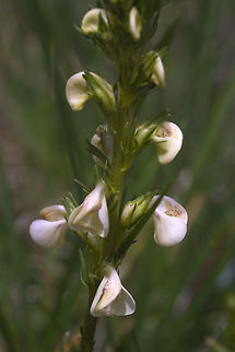 Coiled-beak Lousewort  Geotagged,Pedicularis contorta,Spring,United States