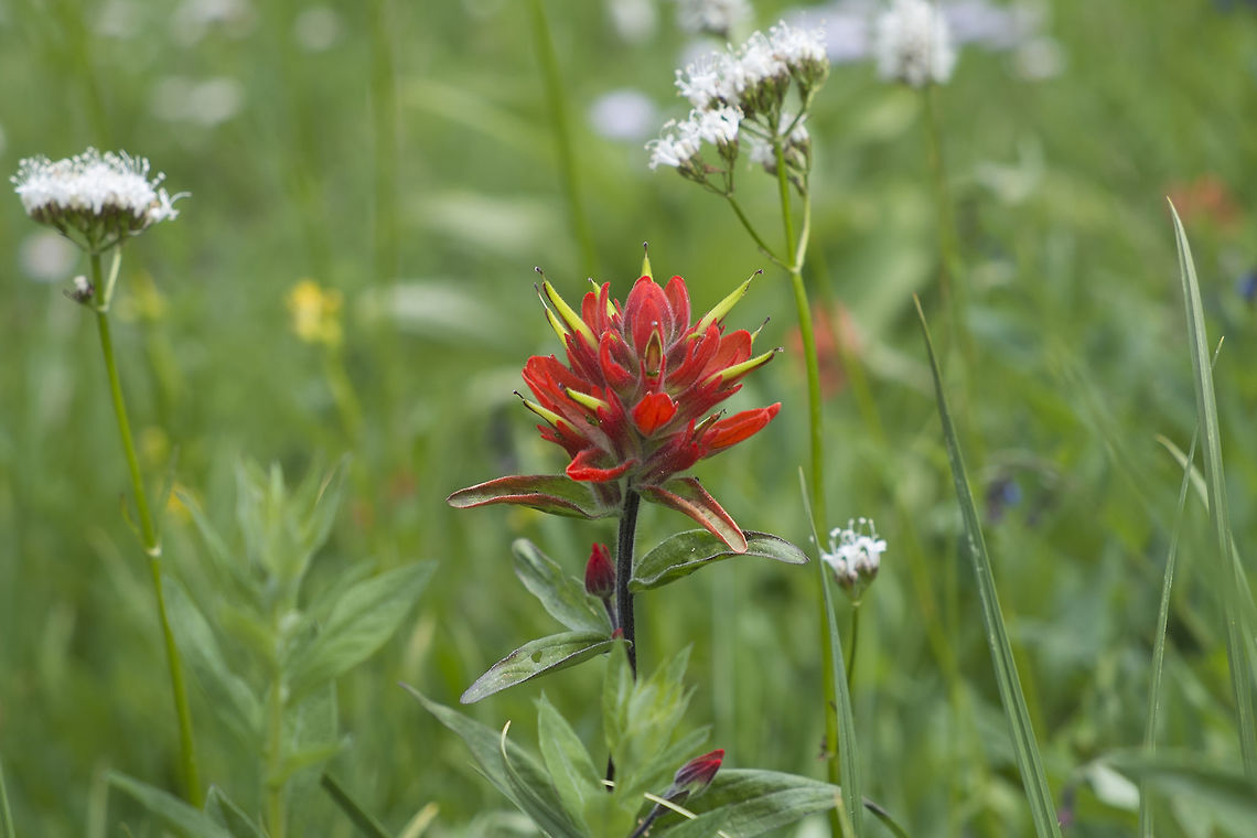 Slender Paintbrush one of many, many paintbrush species on Mt. Rainier Castilleja miniata,Geotagged,Spring,United States