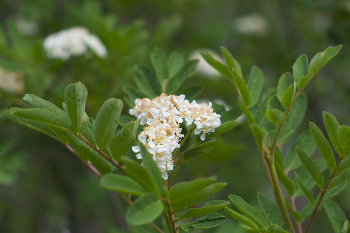 Sitka Mountain Ash  Geotagged,Sitka mountain-ash,Sorbus sitchensis,Spring,United States