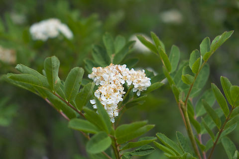 Sitka Mountain Ash  Geotagged,Sitka mountain-ash,Sorbus sitchensis,Spring,United States