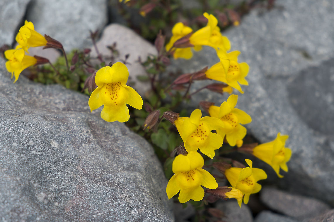 Spring Seep Monkeyflower  Geotagged,Mimulus guttatus,Spring,United States