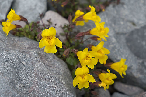 Spring Seep Monkeyflower  Geotagged,Mimulus guttatus,Spring,United States