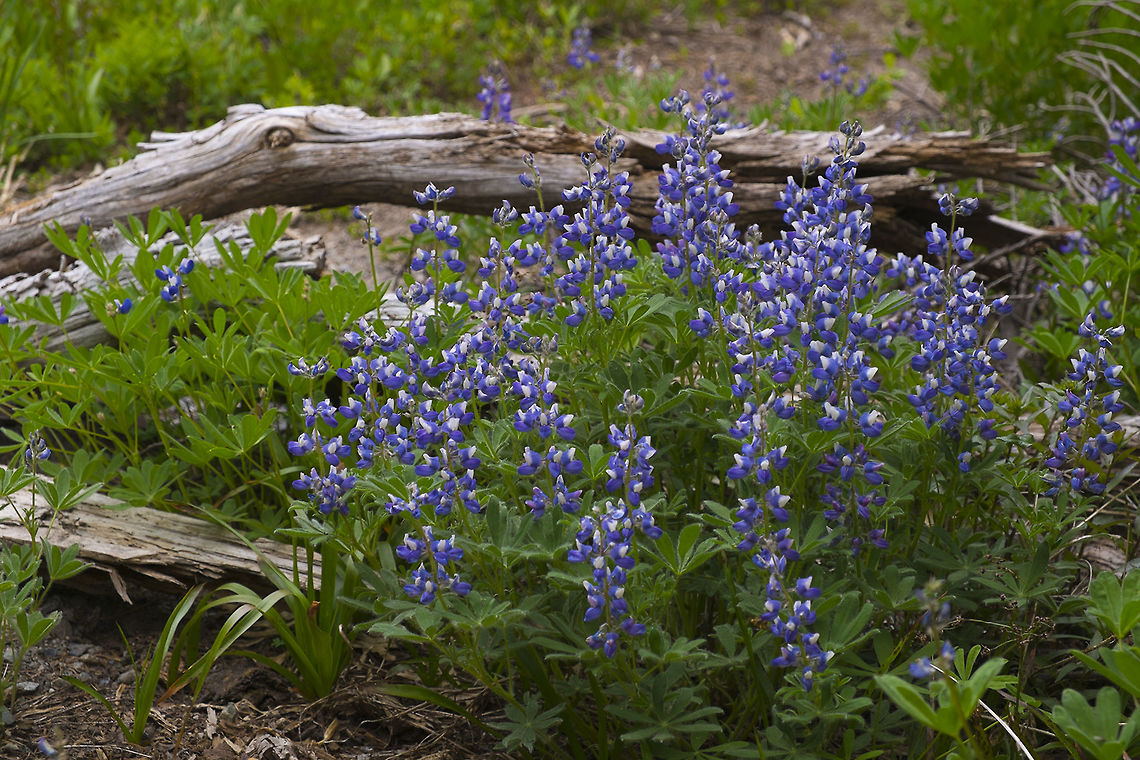Subalpine Lupine  Geotagged,Lupinus arcticus,Spring,United States