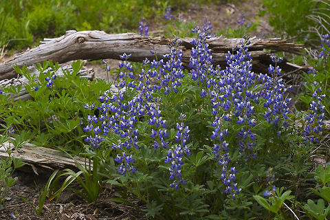 Subalpine Lupine  Geotagged,Lupinus arcticus,Spring,United States