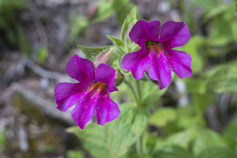 Lewis's Monkeyflower  Geotagged,Mimulus lewisii,Spring,United States