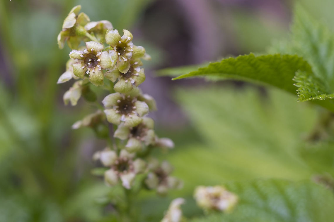 Stink Currant  Geotagged,Ribes bracteosum,Spring,United States