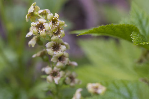 Stink Currant  Geotagged,Ribes bracteosum,Spring,United States