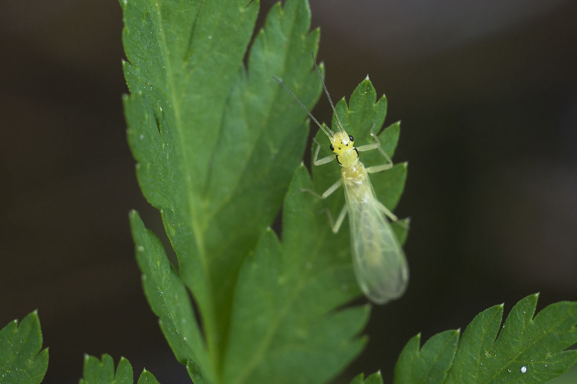 Little green nymph not sure, but this guy doesn&#039;t really look like an adult to me...  Geotagged,Spring,United States