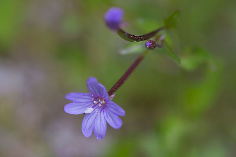 Alpine Willowherb  Epilobium anagallidifolium,Geotagged,Spring,United States