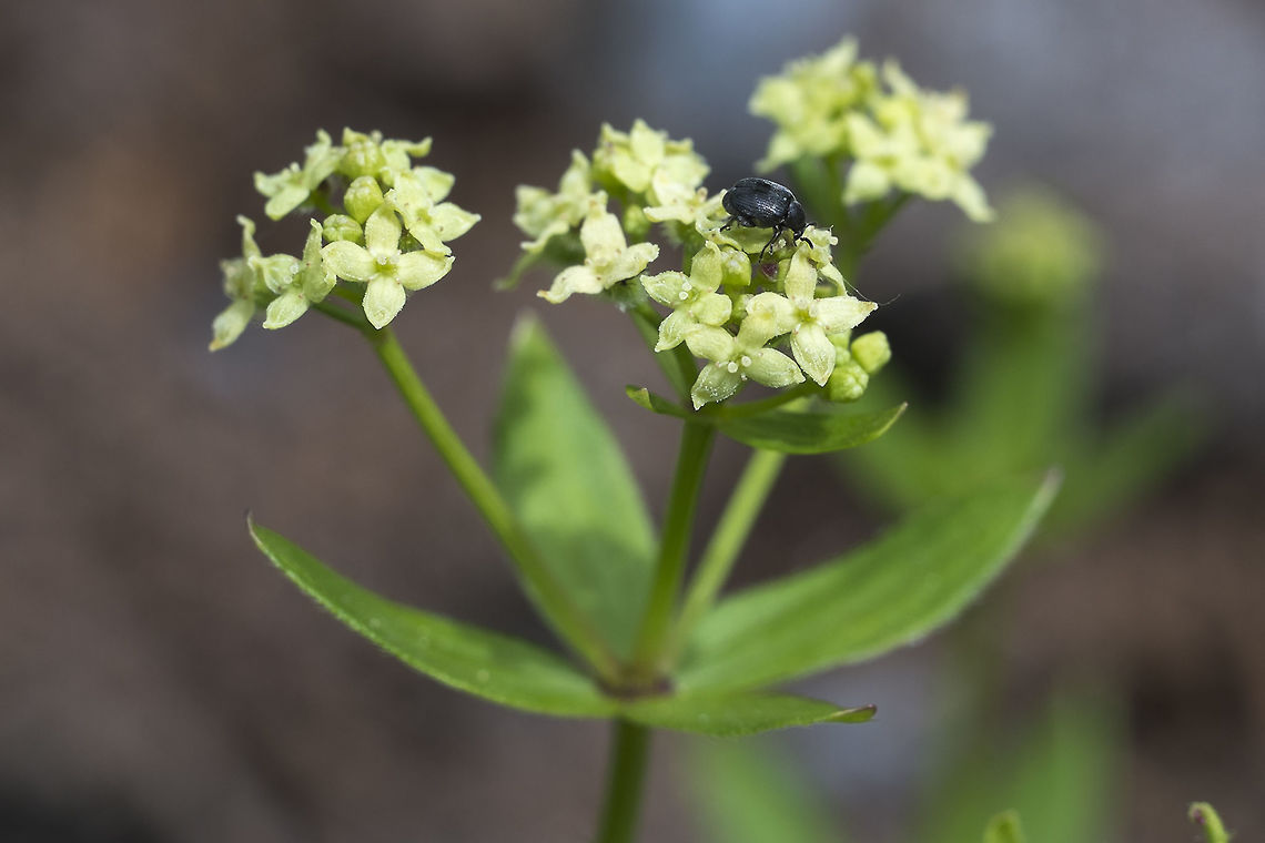 Many Flowered Bedstraw  Galium serpenticum,Geotagged,Intermountain bedstrawmany-flowered bedstraw,Spring,United States