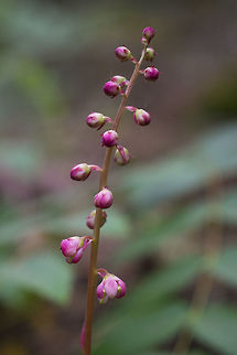 Pink Wintergreen  Geotagged,Pyrola asarifolia,Spring,United States