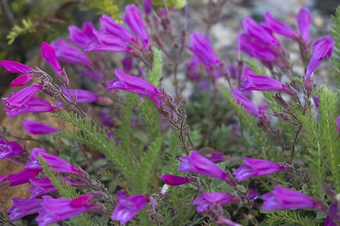 Penstemon rupicola