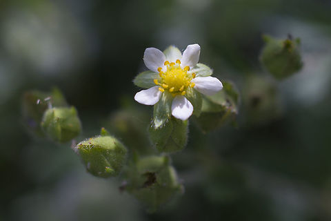 Sticky Cinquefoil  Drymocallis glandulosa,Geotagged,Spring,United States
