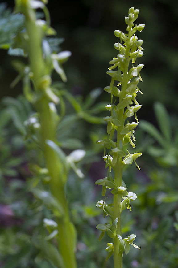 Slender Bog Orchid  Geotagged,Platanthera stricta,Spring,United States,slender bog orchid