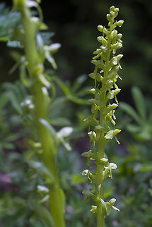 Slender Bog Orchid  Geotagged,Platanthera stricta,Spring,United States,slender bog orchid