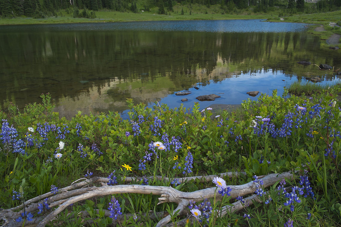 Lake Tipsoo Wildflowers Get out your bug spray... this shallow lake breeds skeeters like crazy. Fortunately I've found a good DEET alternative (lemon-eucaylptus oil - works great). Had a cloud following me around at about a distance of 6 inches but only got one bite. The do know how to home in on any little spot you've missed... Geotagged,Lupinus arcticus,Spring,United States