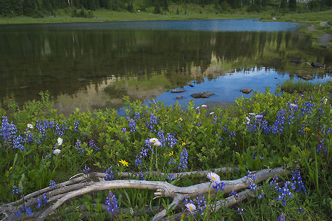Lake Tipsoo Wildflowers Get out your bug spray... this shallow lake breeds skeeters like crazy. Fortunately I've found a good DEET alternative (lemon-eucaylptus oil - works great). Had a cloud following me around at about a distance of 6 inches but only got one bite. The do know how to home in on any little spot you've missed... Geotagged,Lupinus arcticus,Spring,United States
