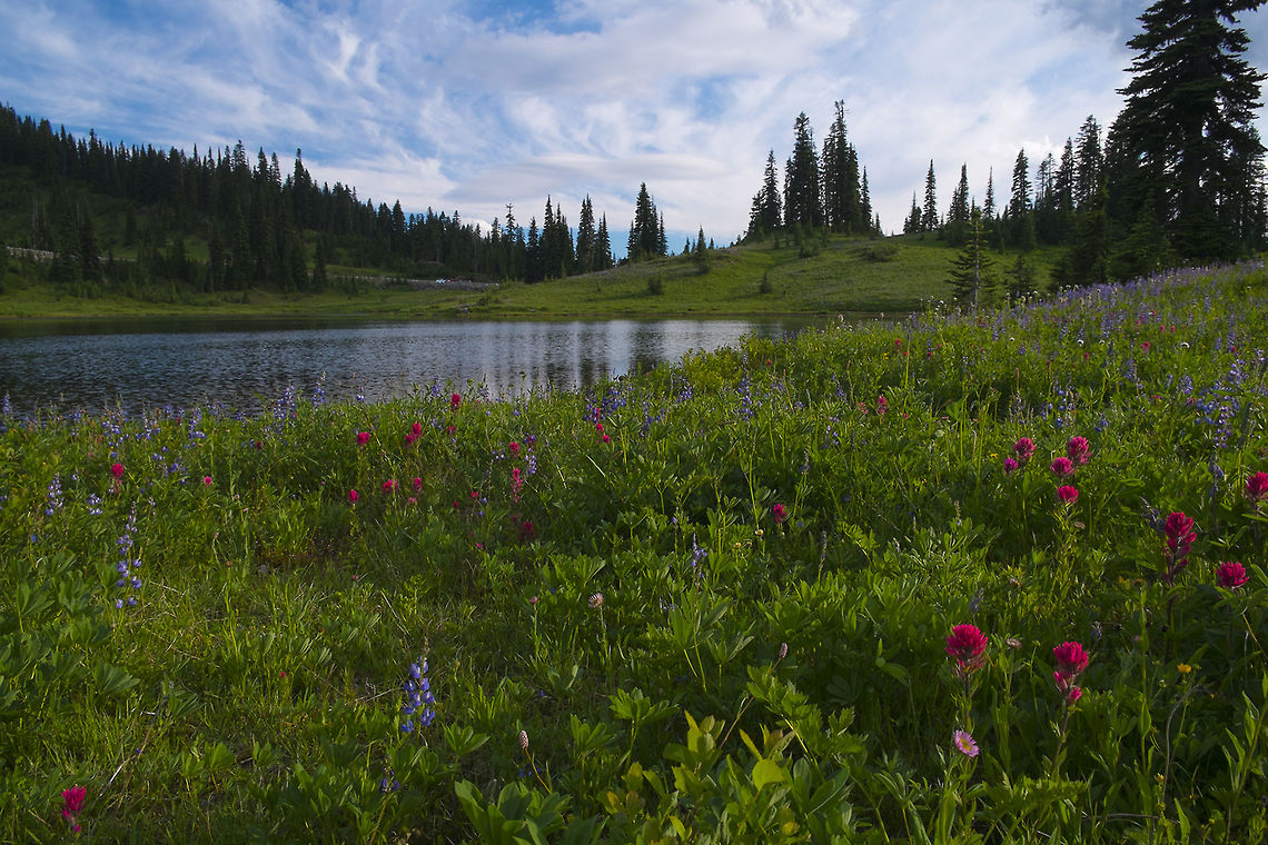 Tipsoo Lake  Castilleja parviflora,Geotagged,Mountain Indian paintbrush,Spring,United States