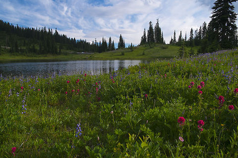 Tipsoo Lake  Castilleja parviflora,Geotagged,Mountain Indian paintbrush,Spring,United States