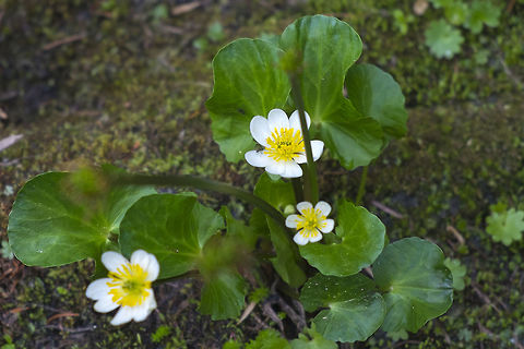 Marsh Marigold  Caltha leptosepala,Geotagged,Summer,United States