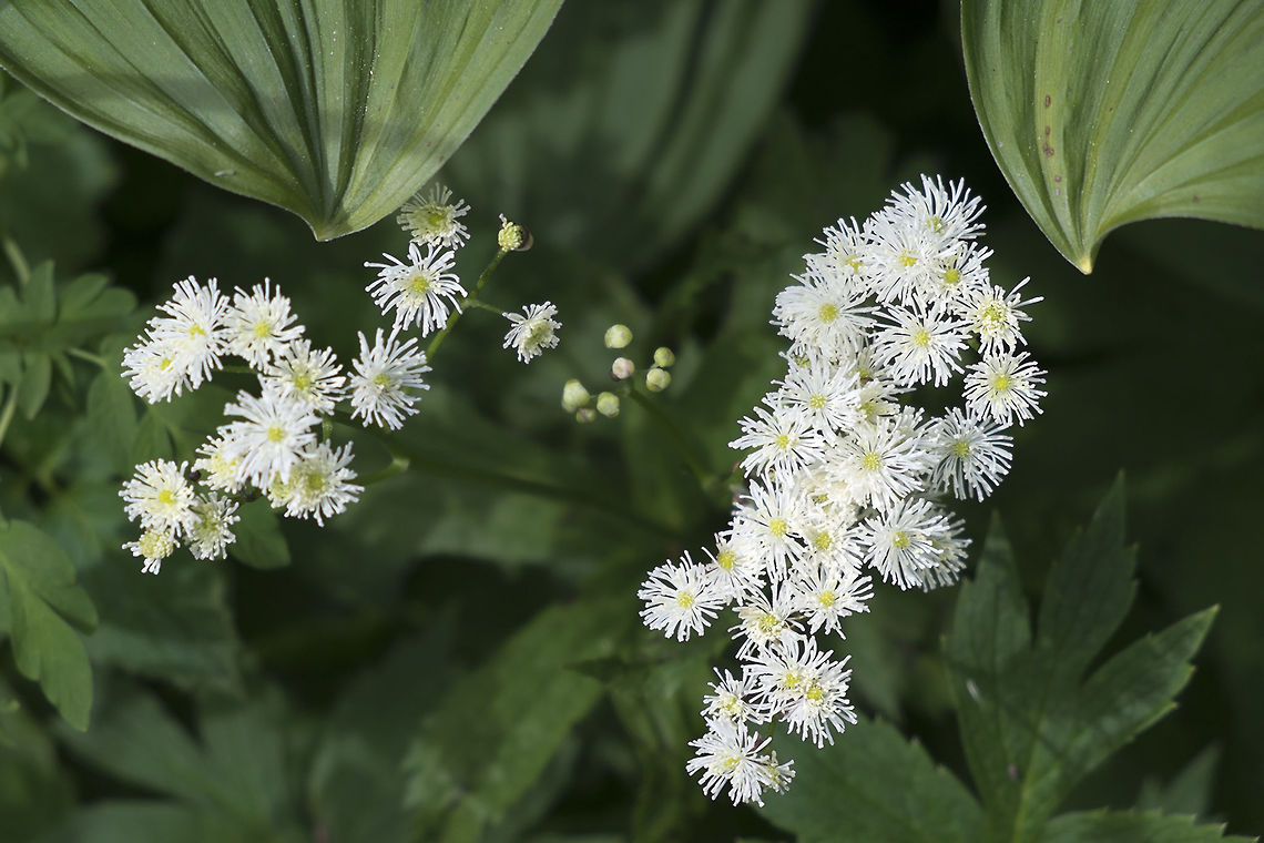 False Bugbane  Geotagged,Summer,Trautvetteria,Trautvetteria caroliniensis,United States
