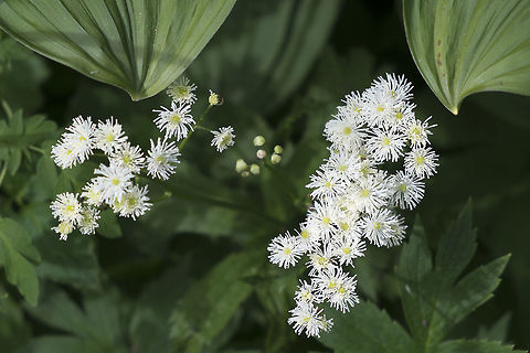 False Bugbane  Geotagged,Summer,Trautvetteria,Trautvetteria caroliniensis,United States
