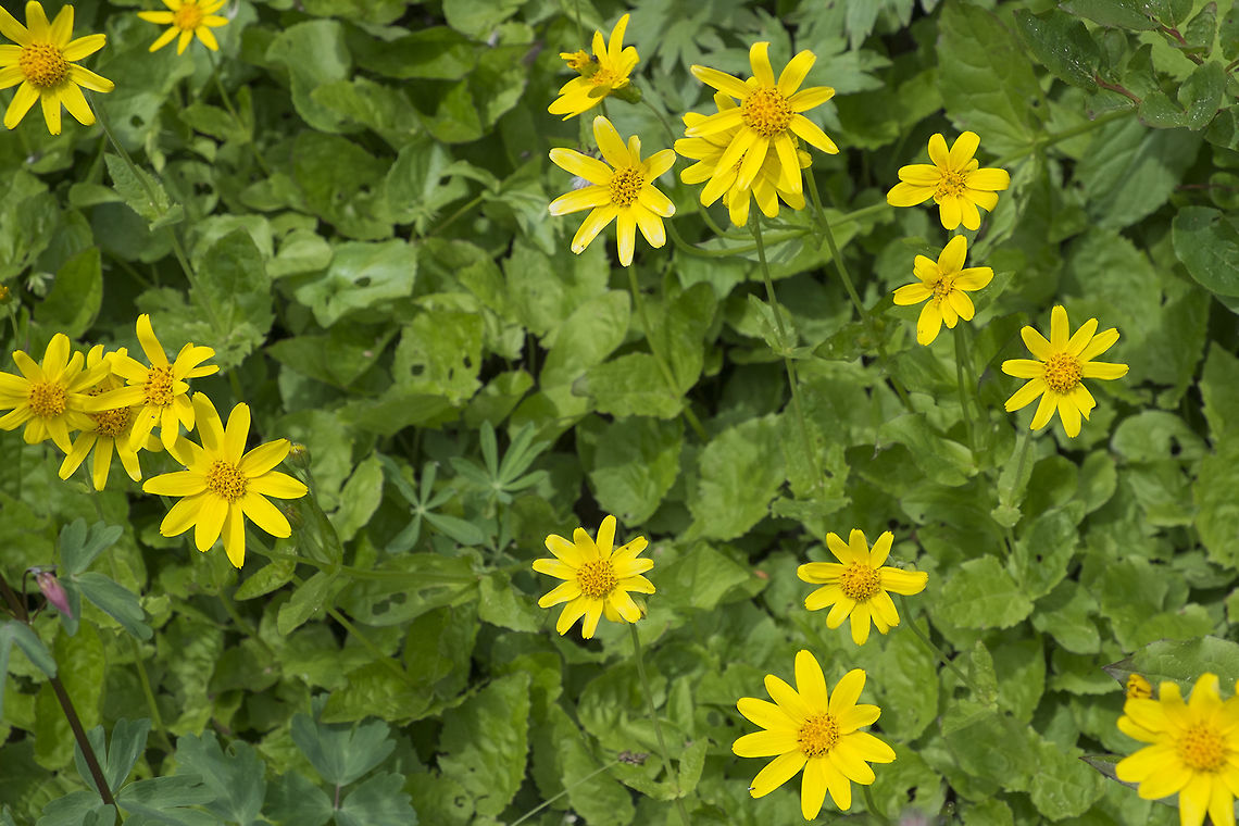 Broad Leaved Arnica  Arnica latifolia,Geotagged,Summer,United States