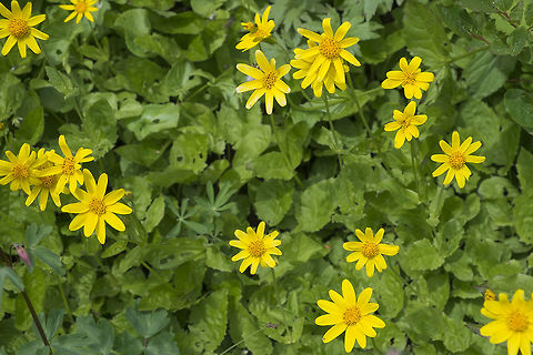 Arnica latifolia