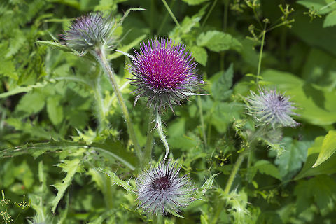 Edible Thistle  Cirsium edule,Geotagged,Summer,United States