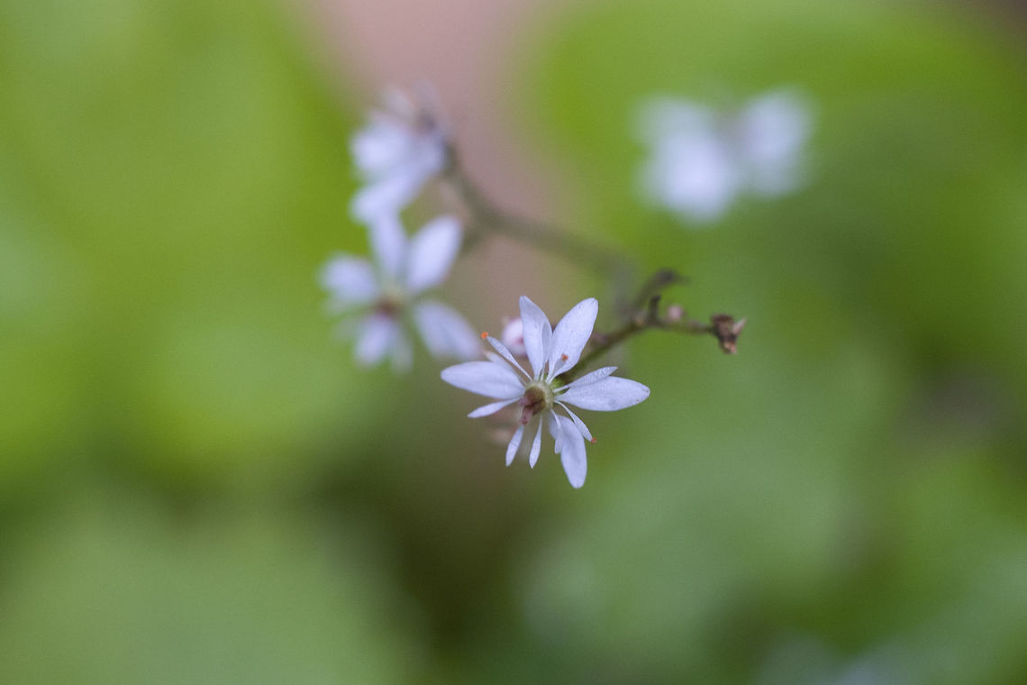 Nelson's Brook Saxifrage  Geotagged,Micranthes odontoloma,Summer,United States