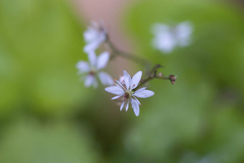 Nelson's Brook Saxifrage  Geotagged,Micranthes odontoloma,Summer,United States