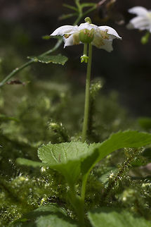 Woodnymph  Geotagged,Moneses uniflora,Summer,United States