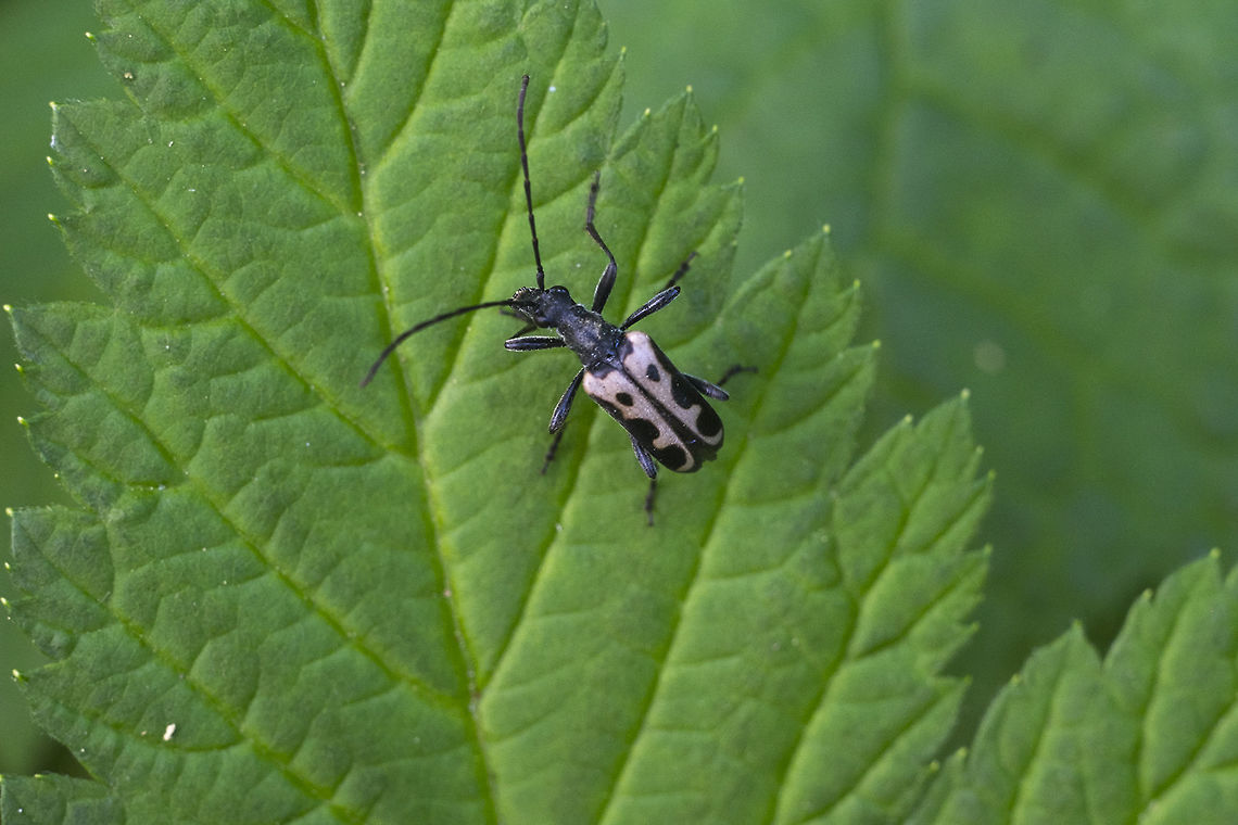 Wood boring beetle  Evodinus monticola,Geotagged,Summer,United States