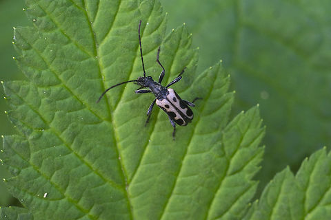 Wood boring beetle  Evodinus monticola,Geotagged,Summer,United States