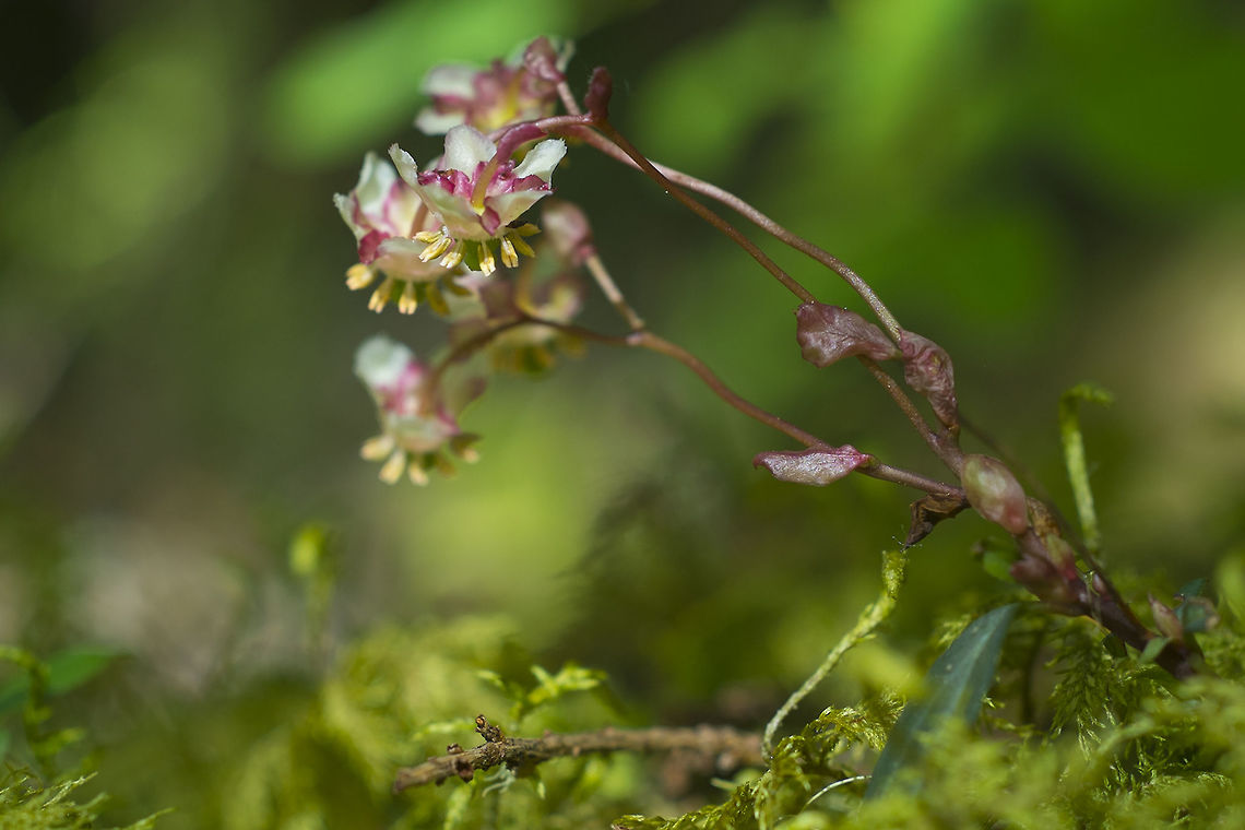 Western Prince's Pine  Chimaphila umbellata,Geotagged,Summer,United States
