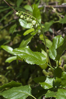 One Sided Wintergreen  Geotagged,Orthilia secunda,Summer,United States