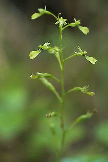 Northwestern Twayblade  Geotagged,Neottia banksiana,Summer,United States,northwestern twayblade