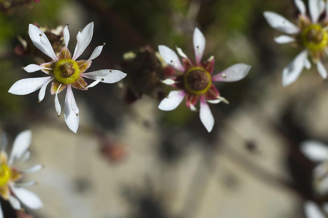Tolmie's Alpine Saxifrage  Geotagged,Micranthes tolmiei,Summer,United States