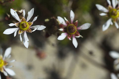 Tolmie's Alpine Saxifrage  Geotagged,Micranthes tolmiei,Summer,United States